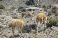 Vicuna &ndash; &copy; Sandra Winkler (Eberhardt TRAVEL)