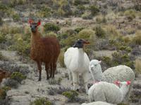 Vicuna
