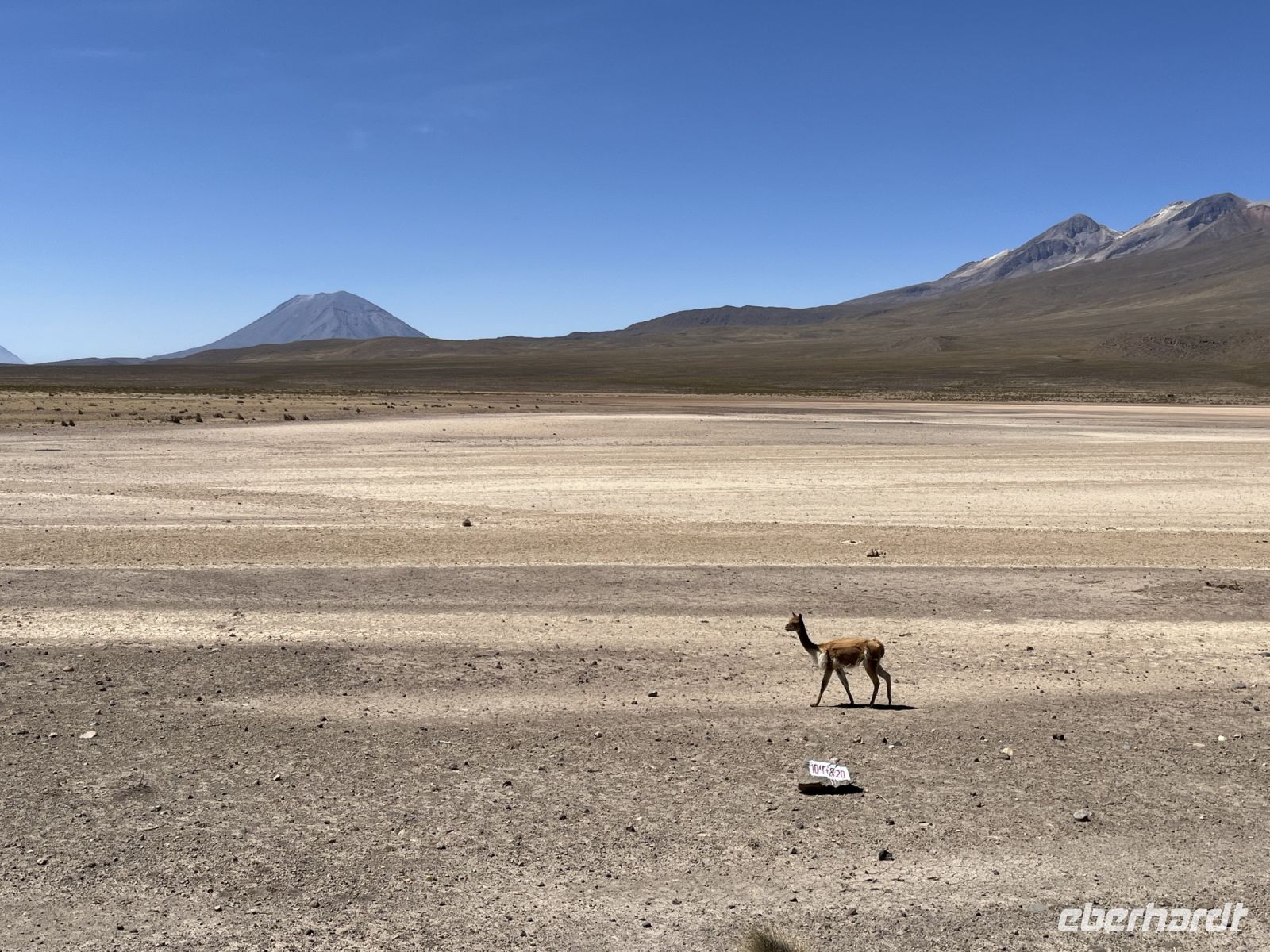 Vicunia  &ndash; &copy; Valentin Meyer-Plath (Eberhardt TRAVEL)