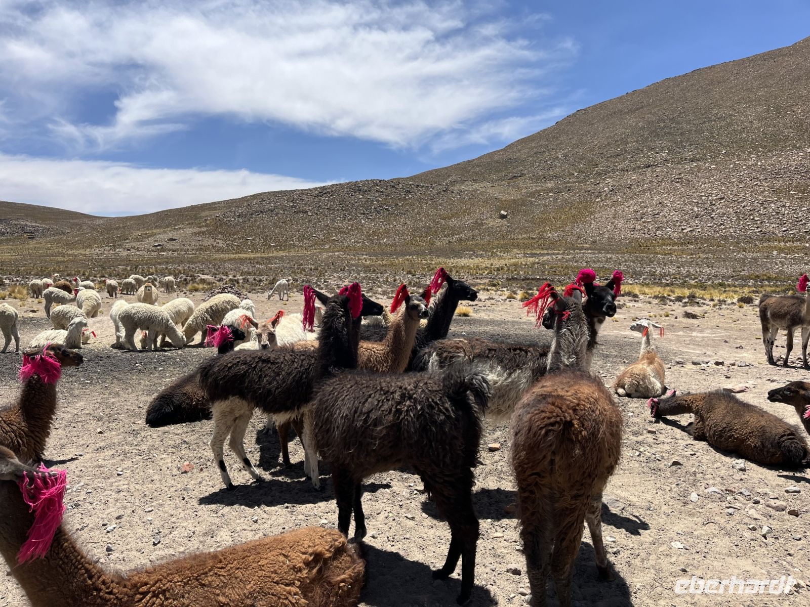 Lamas &ndash; &copy; Valentin Meyer-Plath (Eberhardt TRAVEL)