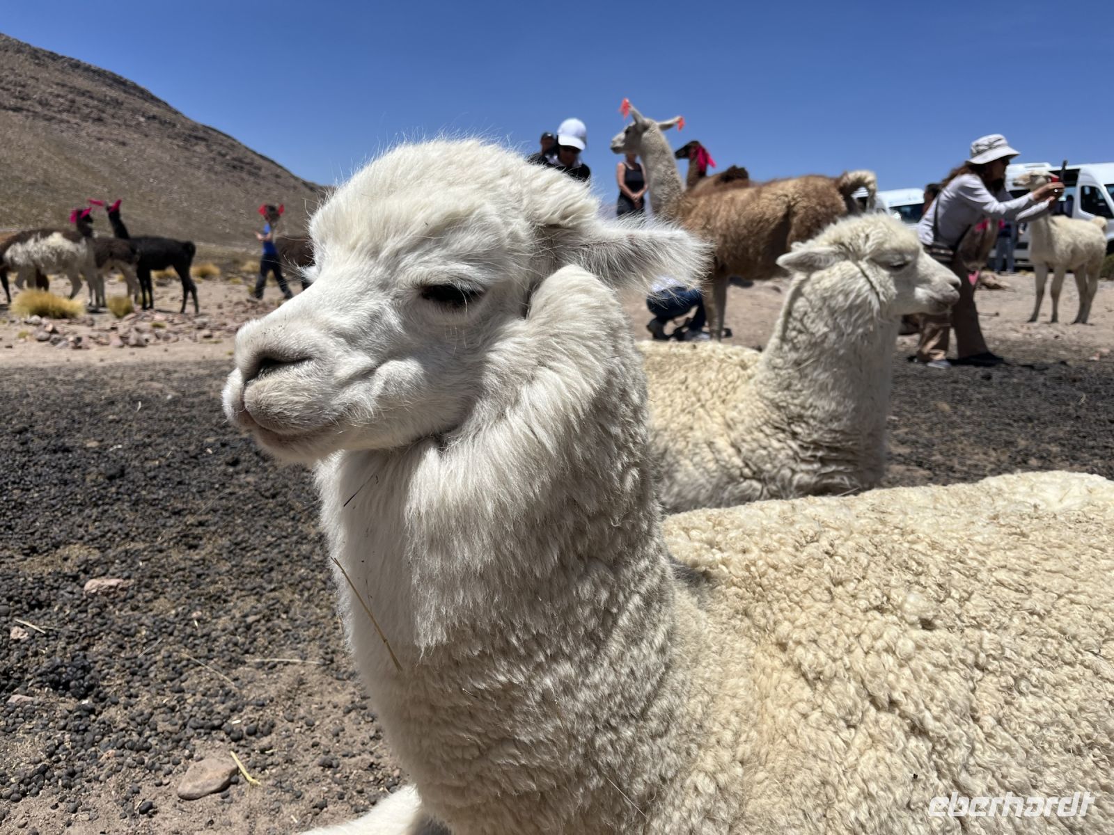 Lama &ndash; &copy; Valentin Meyer-Plath (Eberhardt TRAVEL)
