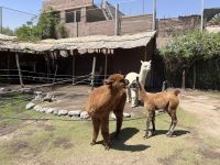 Lama Hof &ndash; &copy; Valentin Meyer-Plath (Eberhardt TRAVEL)