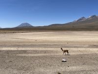 Vicunia  &ndash; &copy; Valentin Meyer-Plath (Eberhardt TRAVEL)