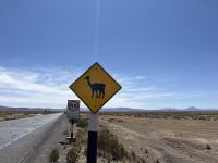 Achtung Alpaka! &ndash; &copy; Valentin Meyer-Plath (Eberhardt TRAVEL)
