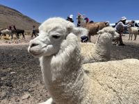 Lama &ndash; &copy; Valentin Meyer-Plath (Eberhardt TRAVEL)