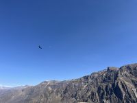 Condor &ndash; &copy; Valentin Meyer-Plath (Eberhardt TRAVEL)