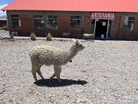 Alpaka  &ndash; &copy; Valentin Meyer-Plath (Eberhardt TRAVEL)