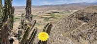 83 Blühende Kakteen in Peru &ndash; &copy; Susanne Schirmann (Eberhardt TRAVEL)