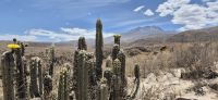 84 Blühende Kakteen in Peru &ndash; &copy; Susanne Schirmann (Eberhardt TRAVEL)