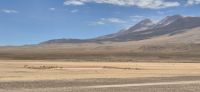 85 wilde Vicunas am Horizong &ndash; &copy; Susanne Schirmann (Eberhardt TRAVEL)