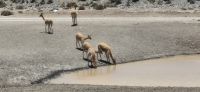 87 Vicuna Herde &ndash; &copy; Susanne Schirmann (Eberhardt TRAVEL)