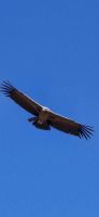 106 Condor mit 3 m Spannbreite &ndash; &copy; Susanne Schirmann (Eberhardt TRAVEL)