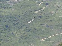 Condor