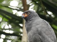 Bussard &ndash; &copy; Andreas Böcker (Eberhardt TRAVEL)