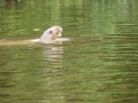 Riesenotter im Lago Sandoval &ndash; &copy; Andreas Böcker (Eberhardt TRAVEL)