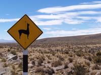 Achtung Lamas! &ndash; &copy; Dirk Schlosser (Eberhardt TRAVEL)