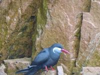 Ballestas Inseln - Peruanische Seeschwalbe &ndash; &copy; Ralf Kuchenbecker (Eberhardt TRAVEL)