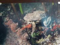 Titicaca See - Titicacasee Frosch &ndash; &copy; Ralf Kuchenbecker (Eberhardt TRAVEL)
