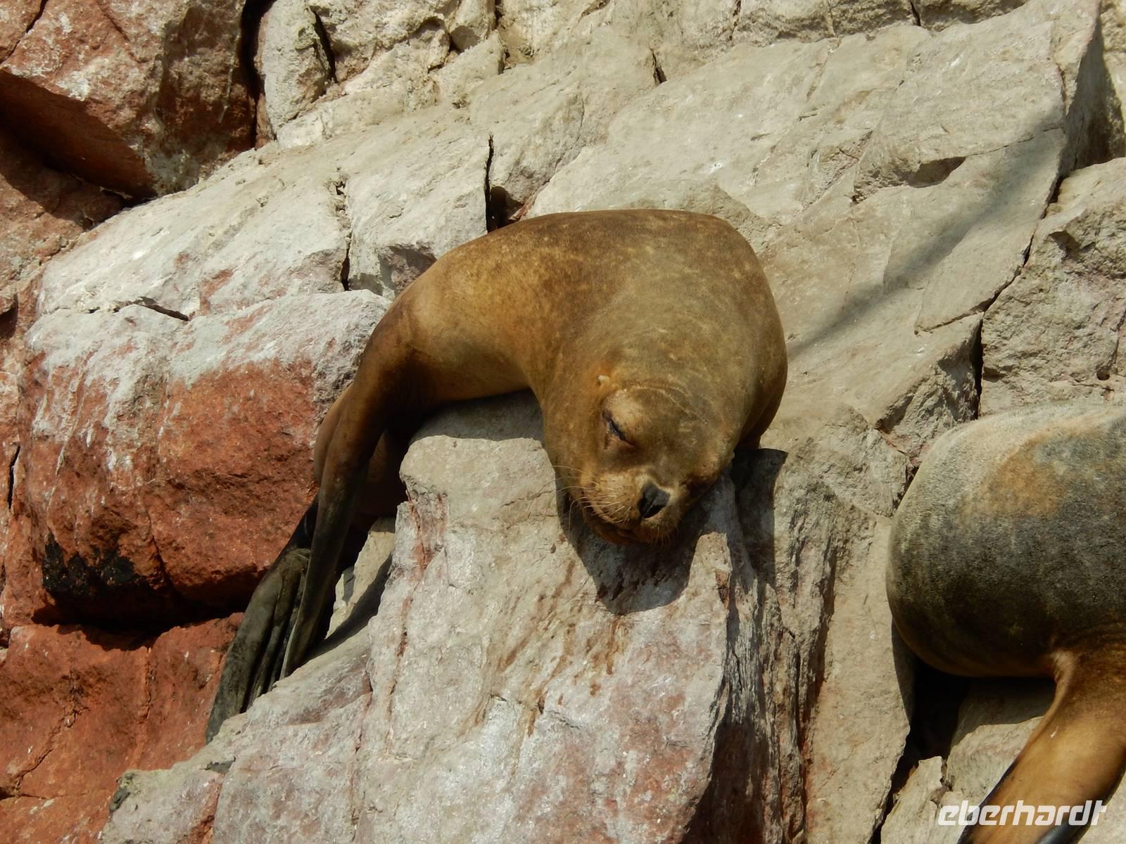 040_Seelöwe &ndash; &copy; René Wächtler (Eberhardt TRAVEL)