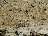 034_Humboldt-Pinguine &ndash; &copy; René Wächtler (Eberhardt TRAVEL)