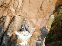 037_Rotbein-Kormoran &ndash; &copy; René Wächtler (Eberhardt TRAVEL)