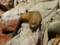 040_Seelöwe &ndash; &copy; René Wächtler (Eberhardt TRAVEL)