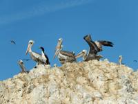 043_Pelikane &ndash; &copy; René Wächtler (Eberhardt TRAVEL)