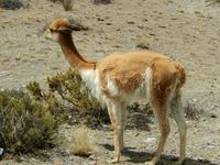 074_Vicuna &ndash; &copy; René Wächtler (Eberhardt TRAVEL)