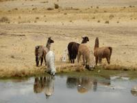 104_Alpacas &ndash; &copy; René Wächtler (Eberhardt TRAVEL)