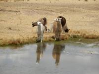 105_Alpacas &ndash; &copy; René Wächtler (Eberhardt TRAVEL)