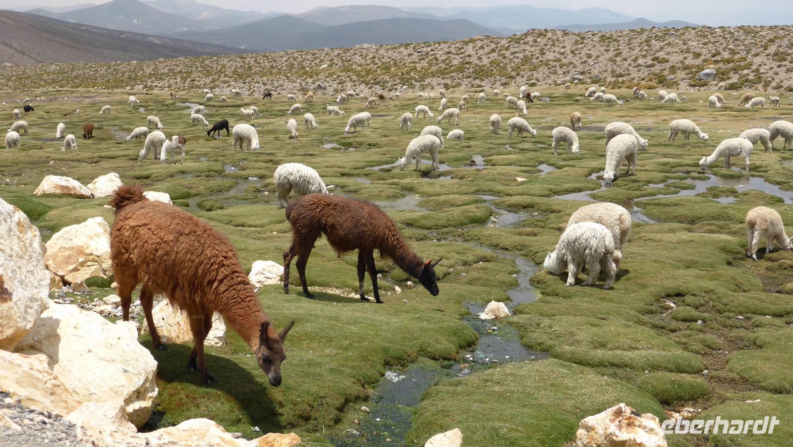 ...mit Lamas &ndash; &copy; Frank Nimschowski (Eberhardt TRAVEL)