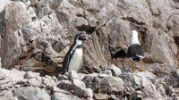 Humboldt-Pinguin &ndash; &copy; Frank Nimschowski (Eberhardt TRAVEL)