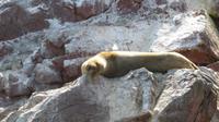 faule Robbe &ndash; &copy; Frank Nimschowski (Eberhardt TRAVEL)