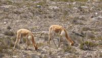 unsere ersten Vicunas &ndash; &copy; Frank Nimschowski (Eberhardt TRAVEL)