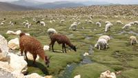 ...mit Lamas &ndash; &copy; Frank Nimschowski (Eberhardt TRAVEL)