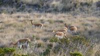 Vicunas auf Suasi &ndash; &copy; Frank Nimschowski (Eberhardt TRAVEL)