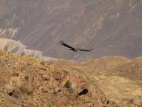 Cruz del Condor &ndash; &copy; Juliane Voigt (Eberhardt TRAVEL)