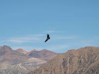Cruz del Condor &ndash; &copy; Juliane Voigt (Eberhardt TRAVEL)