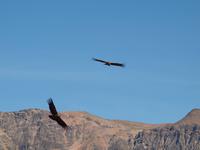 Cruz del Condor &ndash; &copy; Juliane Voigt (Eberhardt TRAVEL)