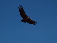 Cruz del Condor &ndash; &copy; Juliane Voigt (Eberhardt TRAVEL)