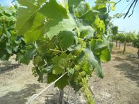 Weinanbau &ndash; &copy; Constanze Hölig (Eberhardt TRAVEL)