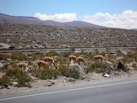 Vicunas &ndash; &copy; Constanze Hölig (Eberhardt TRAVEL)