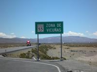 Vicunas &ndash; &copy; Constanze Hölig (Eberhardt TRAVEL)