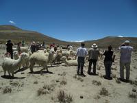 mit Alpacas &ndash; &copy; Constanze Hölig (Eberhardt TRAVEL)