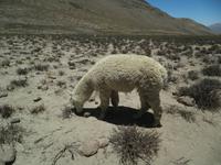 mit Alpacas &ndash; &copy; Constanze Hölig (Eberhardt TRAVEL)