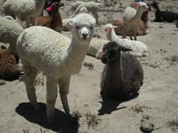 mit Alpacas &ndash; &copy; Constanze Hölig (Eberhardt TRAVEL)