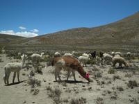 mit Alpacas &ndash; &copy; Constanze Hölig (Eberhardt TRAVEL)