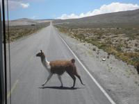 mit Alpacas &ndash; &copy; Constanze Hölig (Eberhardt TRAVEL)
