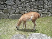 Machu Picchu &ndash; &copy; Constanze Hölig (Eberhardt TRAVEL)