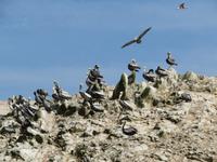Islas-Ballestas_Paracas_Peru_Pelikane &ndash; &copy; Maria Drewans (Eberhardt TRAVEL)